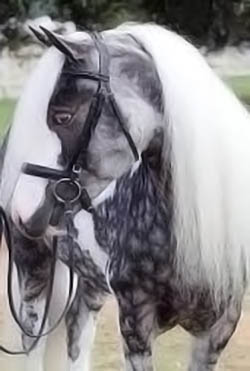 The Enchanting Beauty of Chocolate Silver Dapple Pinto Horses